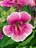 MIMULUS MYSTIC PINK