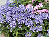 NEMESIA ENCHANTING BLUE