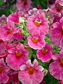 NEMESIA NEBULA PINK