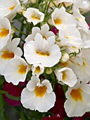 NEMESIA NEBULA WHITE