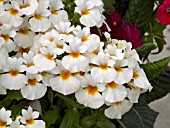 NEMESIA NEBULA WHITE