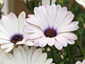 OSTEOSPERMUM CRESCENDO DAWN BLUSH