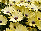 OSTEOSPERMUM CRESCENDO YELLOW