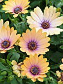 OSTEOSPERMUM SIDE SHOW COPPER APRICOT