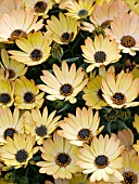 OSTEOSPERMUM SIDE SHOW COPPER YELLOW