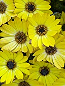 OSTEOSPERMUM SIDE SHOW GOLDEN YELLOW