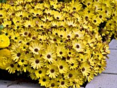 OSTEOSPERMUM SIDE SHOW GOLDEN YELLOW