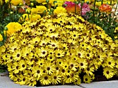 OSTEOSPERMUM SIDE SHOW GOLDEN YELLOW