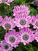 OSTEOSPERMUM SIDE SHOW PURPLE BICOLOR