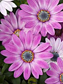 OSTEOSPERMUM SIDE SHOW PURPLE BICOLOR