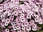 OSTEOSPERMUM ZANZIBAR PINK