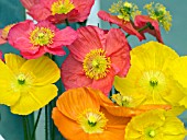 PAPAVER NUDICAULE MIX