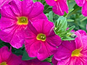 PETUNIA SUPERCAL NEON ROSE