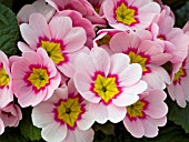 PRIMULA POLYANTHUS PACIFIC GIANTS PINK WITH LOOP