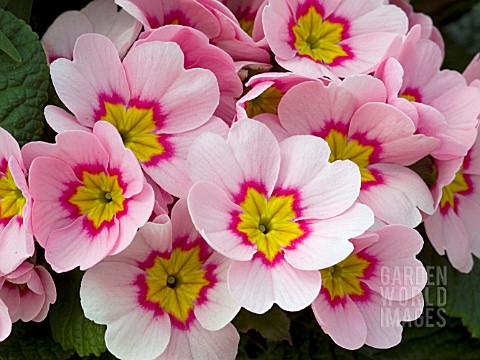 PRIMULA_POLYANTHUS_PACIFIC_GIANTS_PINK_WITH_LOOP