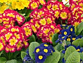 PRIMULA POLYANTHUS SUPERNOVA MIX