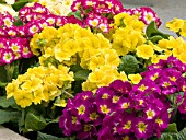 PRIMULA POLYANTHUS SUPERNOVA MIX