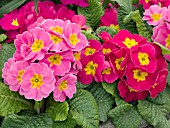 PRIMULA POLYANTHUS SUPERNOVA PINK RED