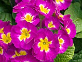 PRIMULA POLYANTHUS SUPERNOVA PURPLE BICOLOR