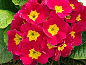 PRIMULA POLYANTHUS SUPERNOVA RED