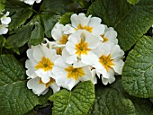 PRIMULA POLYANTHUS SUPERNOVA WHITE