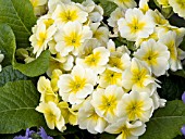 PRIMULA POLYANTHUS SUPERNOVA YELLOW