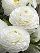 RANUNCULUS BLOOMINGDALE WHITE