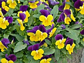 VIOLA GEMINI PURPLE YELLOW