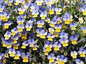 VIOLA REBELINA BLUE YELLOW