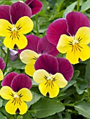 VIOLA REBELINA RED YELLOW