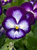 VIOLA ULTIMA RADIANCE VIOLET