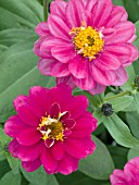 ZINNIA PROFUSION DOUBLE CHERRY