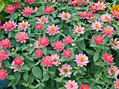 ZINNIA PROFUSION DOUBLE CHERRY