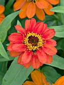 ZINNIA PROFUSION DOUBLE FIRE