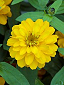 ZINNIA PROFUSION DOUBLE GOLDEN