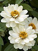 ZINNIA PROFUSION DOUBLE WHITE