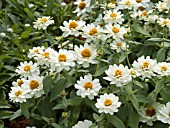 ZINNIA PROFUSION DOUBLE WHITE