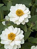 ZINNIA PROFUSION DOUBLE WHITE