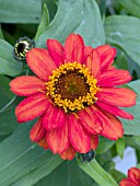 ZINNIA PROFUSION FIRE