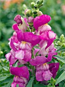 ANTIRRHINUM MAJUS CROWN LILAC BICOLOR