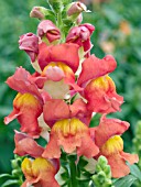 ANTIRRHINUM MAJUS CROWN ORANGE BICOLOR