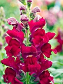 ANTIRRHINUM MAJUS CROWN RED