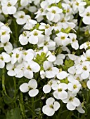 ARABIS CAUCASICA LITTLE TREASURE WHITE