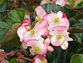 BEGONIA BRAVEHEART ROSE BICOLOR