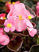 BEGONIA EUREKA BRONZE LEAF DEEP ROSE