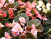 BEGONIA SEMPERFLORENS MIX