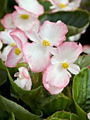 BEGONIA VOLUMIA ROSE BICOLOR