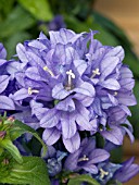 CAMPANULA GLOMERATA BELLEFLEUR BLUE