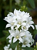 CAMPANULA GLOMERATA BELLEFLEUR WHITE