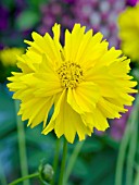 COREOPSIS GRANDIFLORA SANTA FE YELLOW